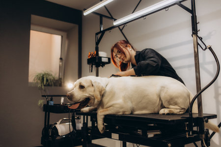 Labrador at the groomer's. dog careの写真素材