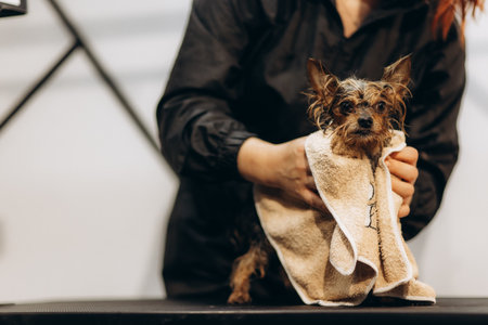 Female groomer wiping dog after washing in salonの写真素材