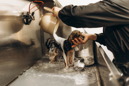 Dog grooming salon. A female groomer bathes a purebred small dog in a bathtub in a professional pet grooming salon.の写真素材