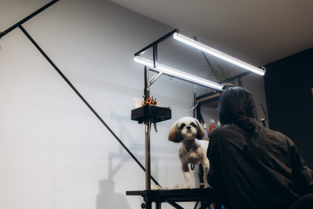 Professional groomer cutting Pomeranian dog's fur with scissors at grooming salon.の写真素材
