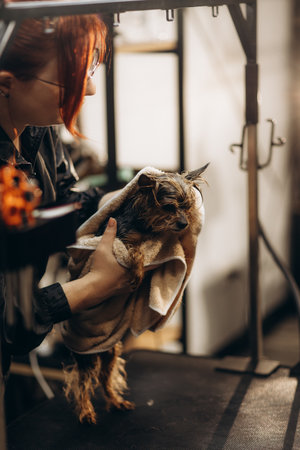 A woman wipes a Pomeranian with a pink towel after washing. The portrait of Spitz dog in the grooming salon.の写真素材