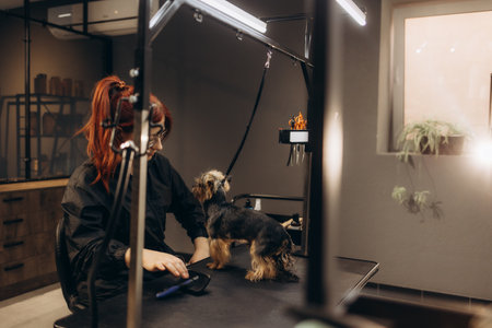 Female groomer haircut yorkshire terrier on the table for grooming in the beauty salon for dogs. process of final shearing of a dog's hair with scissors. muzzle of a dog viewの写真素材