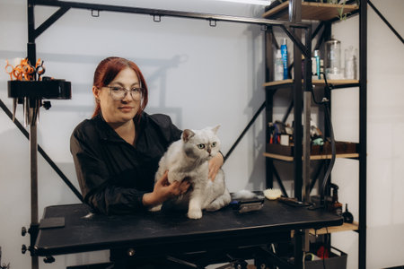Cat grooming in pet beauty salon. Grooming master cuts and shaves a cat, cares for a cat. The vet uses an electric shaving machine for the cat. The cat's muzzle looks at the camera in close-up.の写真素材