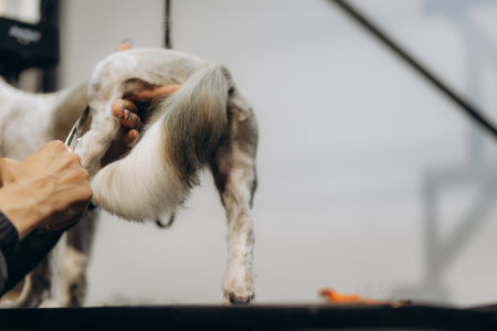 Close-up of a groomer trimming a dog's tail with scissors.の写真素材
