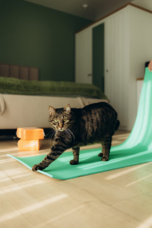 A cat doing a stretch on a yoga matの写真素材