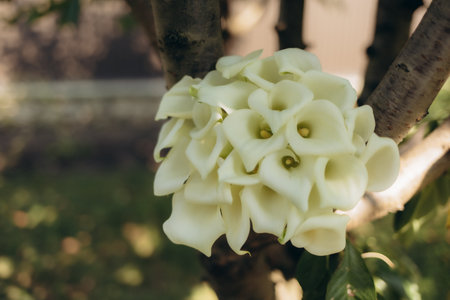 Wedding bouquet on a tree close upの写真素材