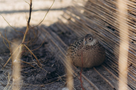 A serene image of a brown bird sitting cozily between small sticks and dry branches, blending into...