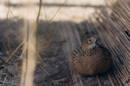 A pheasant rests on the ground surrounded by dry plants and wooden sticks, blending into its natural...
