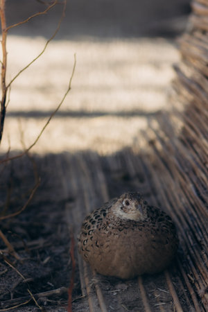 Captivating image of a sparrow resting amidst a peaceful outdoor environment, accentuated by soft natural lighting and earthy tones, symbolizing tranquility, nature, and wildlife.の写真素材
