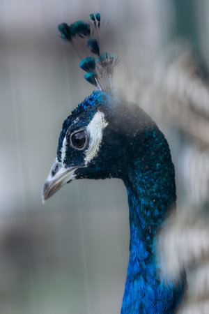 An up-close look at a peacock showcasing its intricate blue feathers and distinctive crest. This image captures the bird's vibrant beauty and elegant demeanor in a natural and serene setting.の写真素材