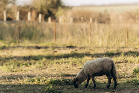 A lone sheep grazes on a quiet, sunlit meadow with a rural backdrop, evoking tranquility and...