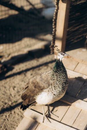 A close-up of a female peacock standing on a wooden plank, basking in sunlight. The background includes natural wooden elements, creating a serene and rustic ambiance.の写真素材