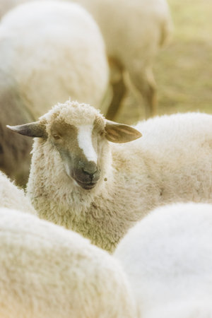 Sheep gazing peacefully while standing amidst a flock in a sunlit grassy field, embodying calmness and rural countryside charm.の写真素材