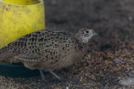 A brown quail stands in its natural habitat, surrounded by earthy elements and a feeder. The bird's...