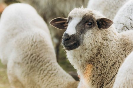 A serene close-up image of a sheep in a farm setting, surrounded by its flock, showcasing rural natural beauty on a tranquil day.の写真素材