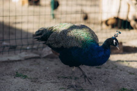 A regal peacock with vibrant feathers is standing on the ground in a zoo-like enclosure, showcasing its beautiful colors.の写真素材