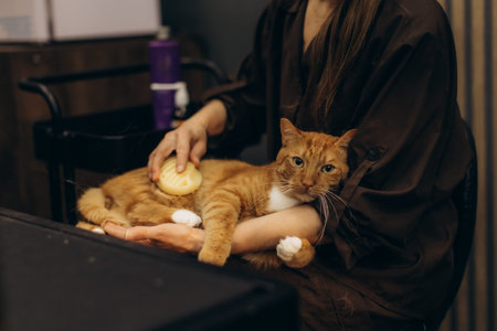 Woman gently grooming a relaxed ginger cat with a pet brush, showing care and bond at home or a pet...