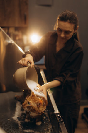 Professional pet groomer pouring water and shampoo over an orange cat during a bath at a grooming salonの写真素材