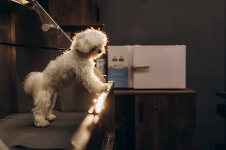 White fluffy maltese dog standing on a grooming table, ready for a bath at a professional pet care...