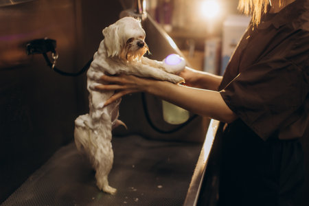 Person bathing a white maltese dog at a pet grooming salon, cleaning the coat with shampoo and a scrubber for hygieneの写真素材