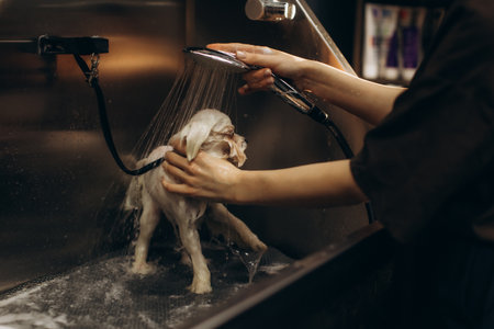 Professional groomer washing and cleaning a small white dog in a stainless steel pet grooming tub, providing careの写真素材