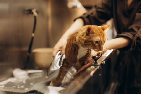 Ginger cat standing in a professional grooming sink while a person washes its fur with water and soapの写真素材