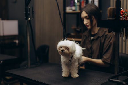 Professional groomer cutting hair of a cute maltese dog on a grooming table at an animal salon. Pet care serviceの写真素材