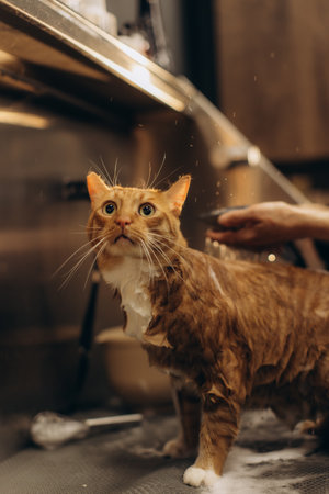 Ginger cat with wide eyes standing wet with soap suds during a bath at a professional pet grooming salonの写真素材