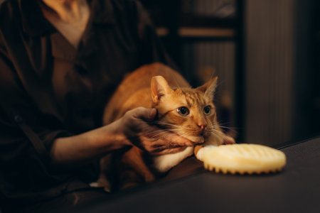 Person's hands gently holding a ginger cat as a brush rests nearby, capturing a moment of pet care and companionshipの写真素材