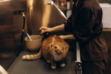 Orange cat receiving professional bath and care from a groomer at a specialized pet salon. Animal looking nervousの写真素材