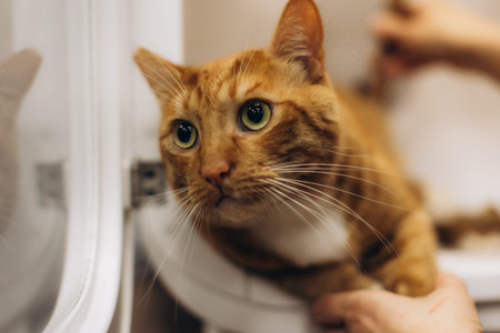 Ginger cat close-up expressing worry, being held by a human hand while receiving grooming. Domestic pet animalの写真素材