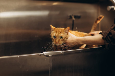 Ginger cat looking visibly anxious while a person gently bathes it in a professional stainless steel...