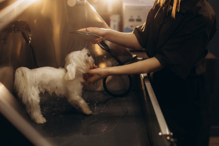 Small dog receiving a bath with shower water by a groomer at a pet salon, focusing on hygiene and careの写真素材