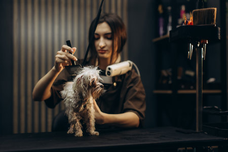 Professional groomer brushing a small wet dog during grooming session at a pet salon, providing pet care servicesの写真素材