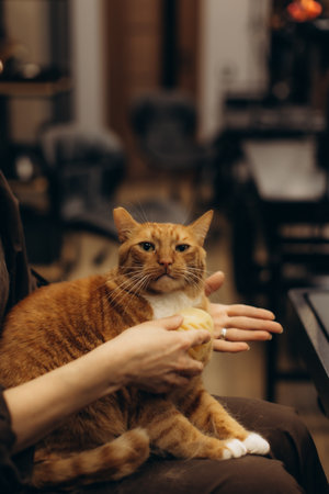 Person grooming an orange tabby cat sitting on lap, showing pet care and affection in a cozy indoor settingの写真素材