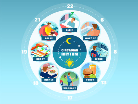 Vector infographic of a circadian rhythm and daily routine of a young man. Wellbeing conceptのイラスト素材