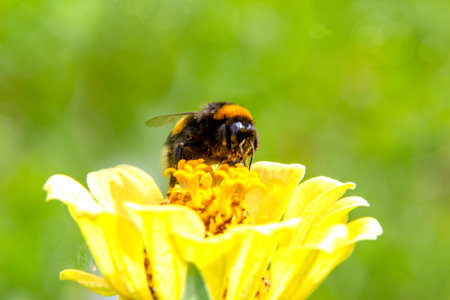 Bumblebee pollinates a yellow dahlia flower, on a green background, blurred, bokeh