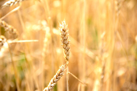 Ripening yellow ears of wheat with shallow depth of field in the field. Rural landscape of a...