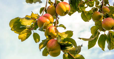 juicy apples on a branch grow against the sky, harvest of red and yellow apples, ecological fruits, farming.の写真素材