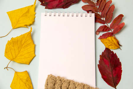 Autumn composition. Notebook with a white blank sheet on a blue background near yellow autumn leaves and a knitted sweater. Place for textの写真素材