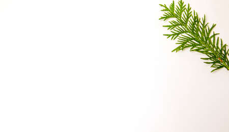 Autumn background top view. juniper on white background. Place for text, layout.の写真素材