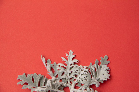 Cineraria maritima on a red background. christmas background template. splash screen, copy space.の写真素材