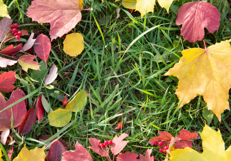 Autumn background top view background. colorful leaves and berries on green grass. postcard, layout, copy spaceの写真素材