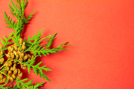 christmas background top view. juniper on a red background. Place for text, layout.