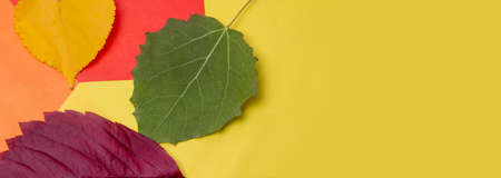 and yellow leaves in autumn. Bright yellow and orange autumn leaves of Apple tree.multicolored dry leaves, knitted items on a wicker background,の写真素材
