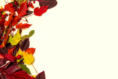 Autumn leaves of a maple, beech, birch on a white background with a place for text. layout, copy...