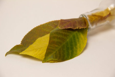Autumn background top view. colorful leaves in a glass bottle on a white background. copy space,...