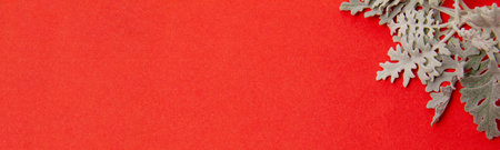 Cineraria maritima on a red background. christmas background template. splash screen, copy space.