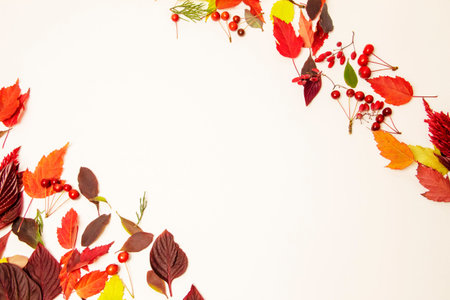 Autumn leaves of a maple, beech, birch on a white background with a place for text. layout, copy...
