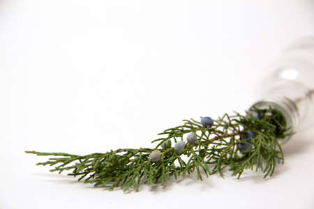 Autumn background top view. juniper in a glass bottle against white background. copy space, layout.の写真素材